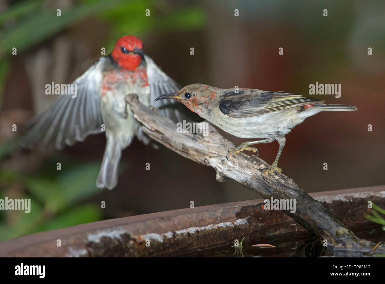 Schönen erwachsenen und jugendlichen männlichen Australischen Scarlet Honeyeaters, Myzomela sanguinolenta, einer im Flug am Garten Vogelbad Stockfoto