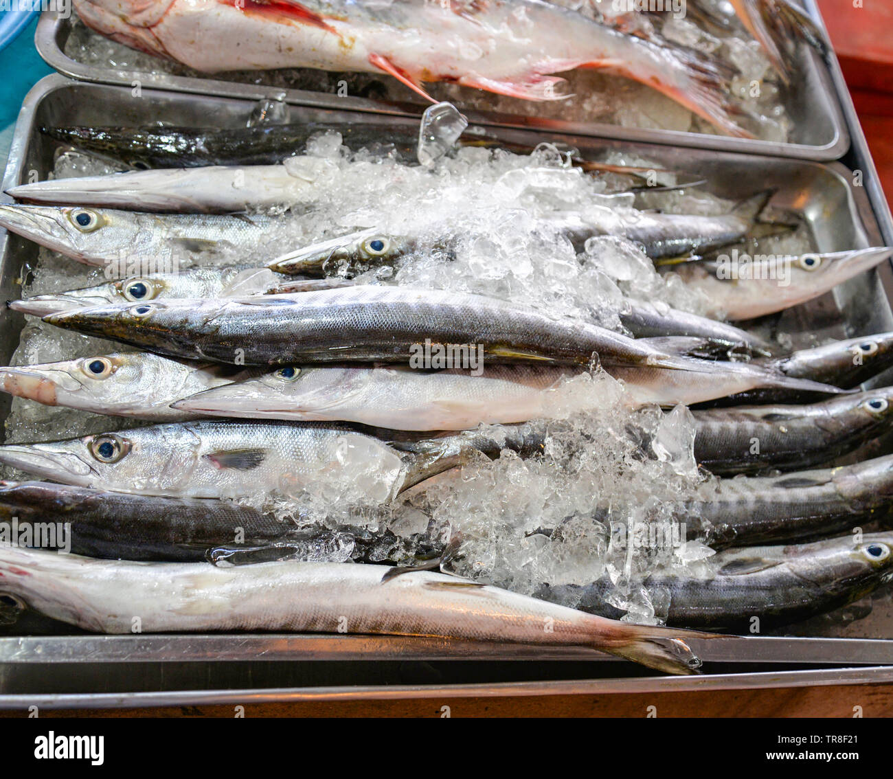 Barracuda fisch Seapike/frischen Fisch in Eis Schaufel für den Verkauf in der Seafood Market Stockfoto