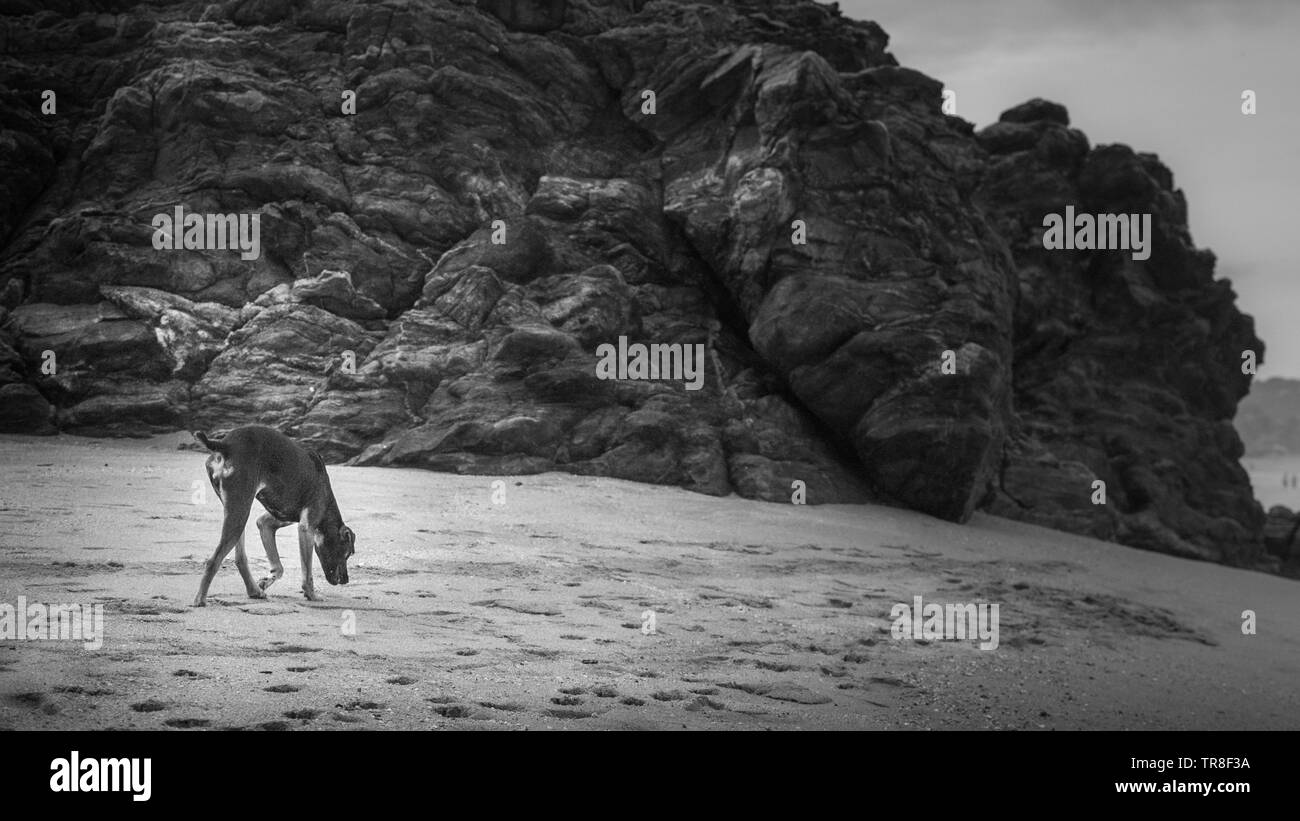Strand Hund zu Fuß rund um den Strand von sich selbst, die sich um den Strand auf der Suche nach Essen und Begleiter. Stockfoto