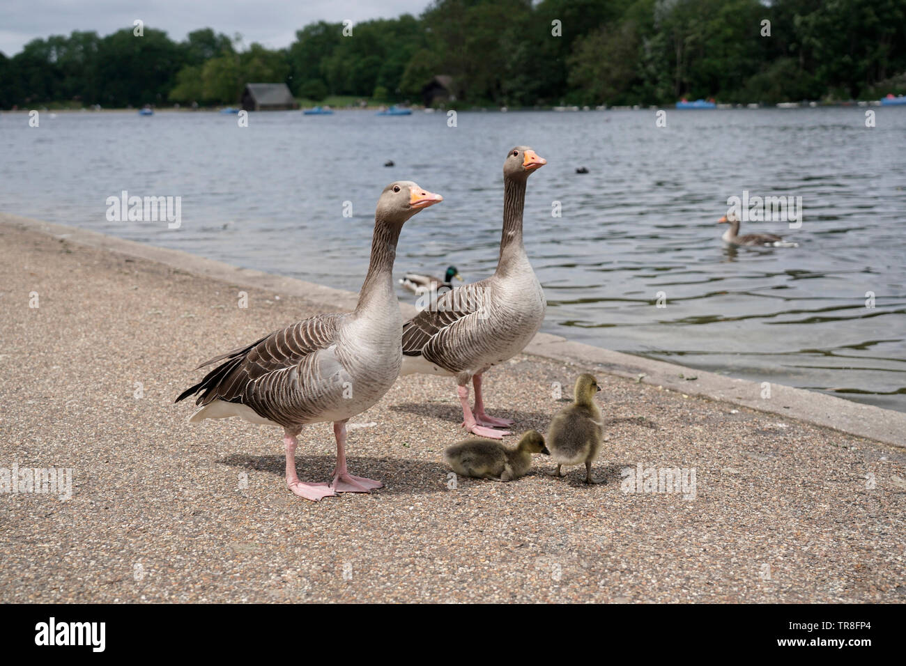 Graugänse Familie mit gooslings, Hyde Park, London, UK Stockfoto