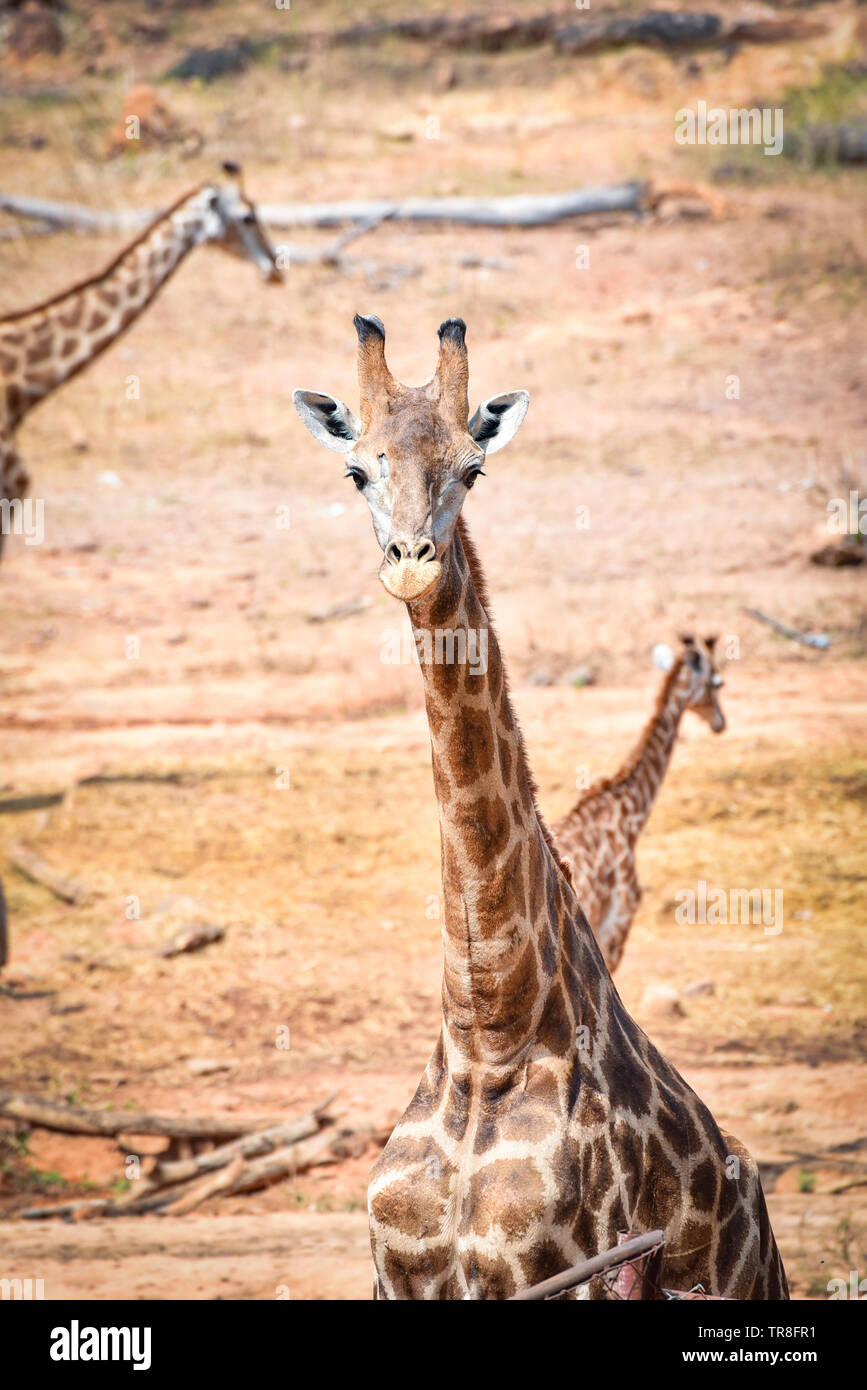 Wilde Tiere Afrika giraffe im Safari Park im Sommer Tag Stockfoto