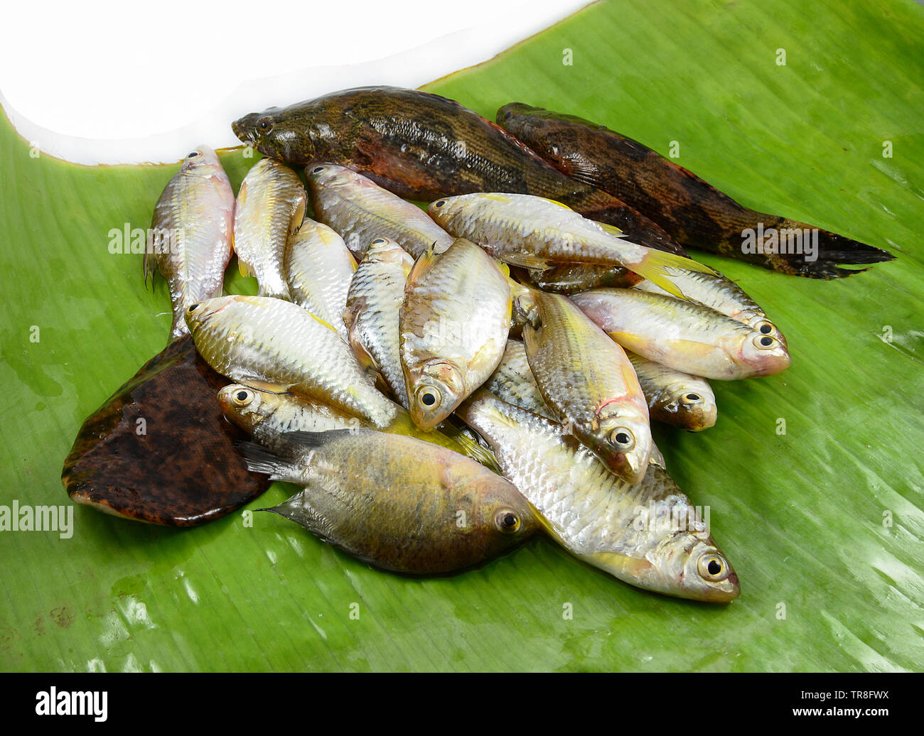 Frische kleine Fische verschiedener Arten mit Fisch grundel Siam Schlamm Karpfen auf Banana leaf Stockfoto