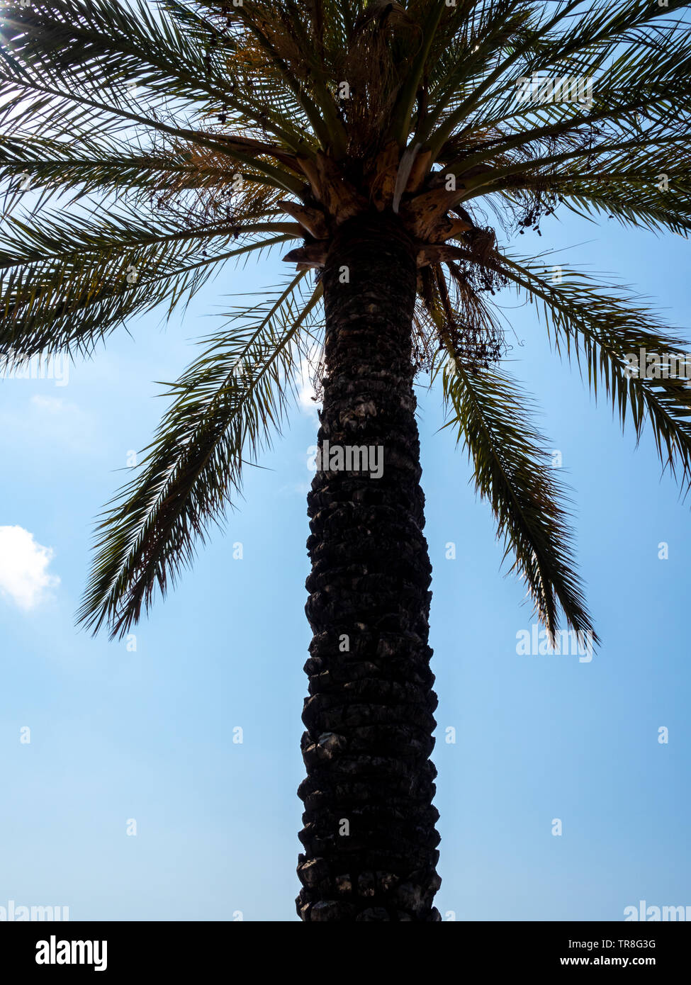 Beleuchtete Palme auf der Promenade des Anglais in Nizza, Côte d'Azur, Frankreich im Juli Stockfoto