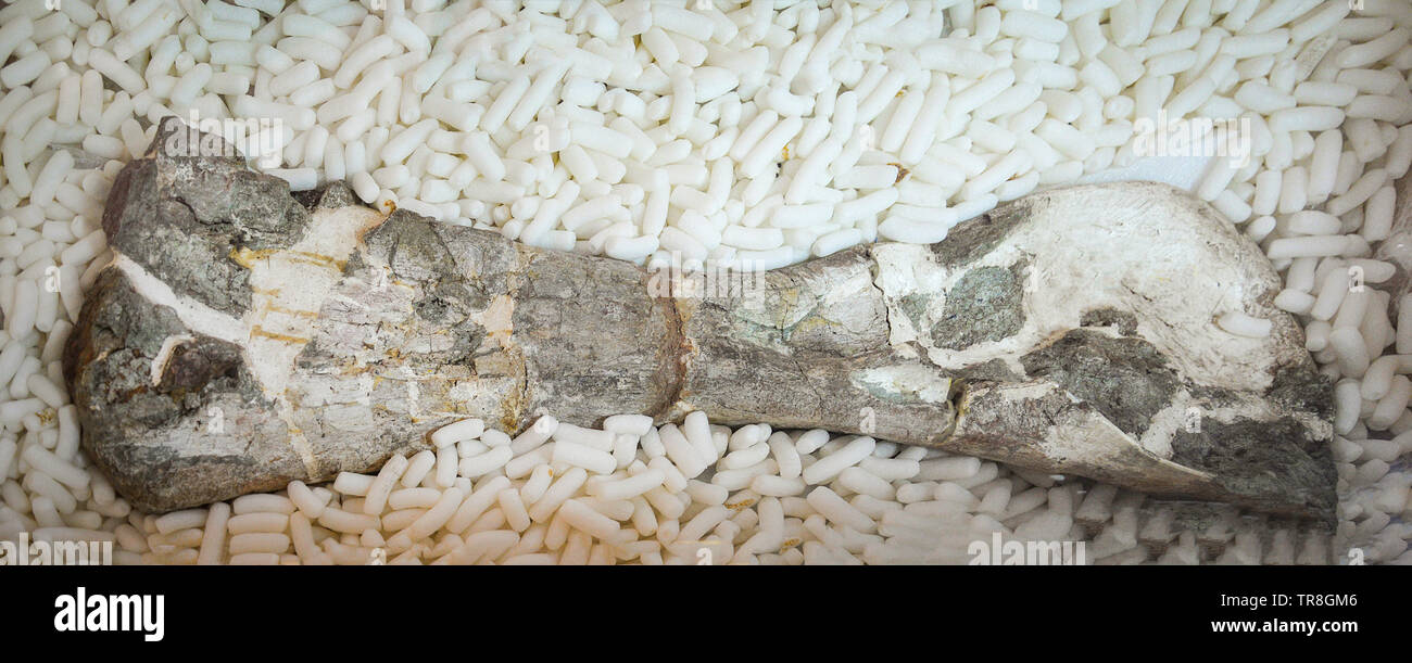 Echten Dinosaurier fossilen Knochen bein Humerus werden ein Rock/Stein Archäologie des Alten fossilen Dinosaurier Tiere vor Millionen von Jahren Stockfoto