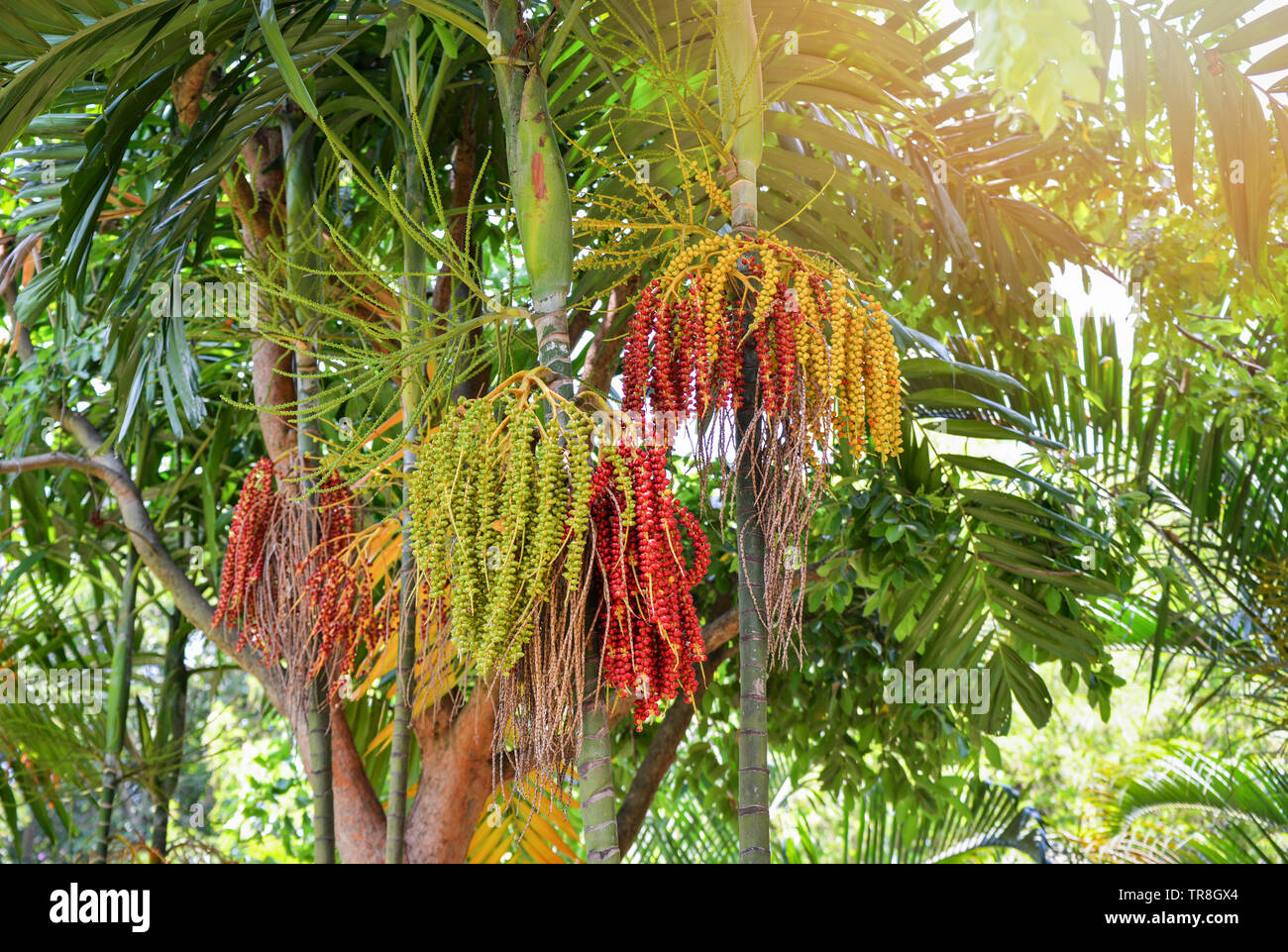 Datum palm Obst - Siegellack Palme auf dem Baum Stockfoto