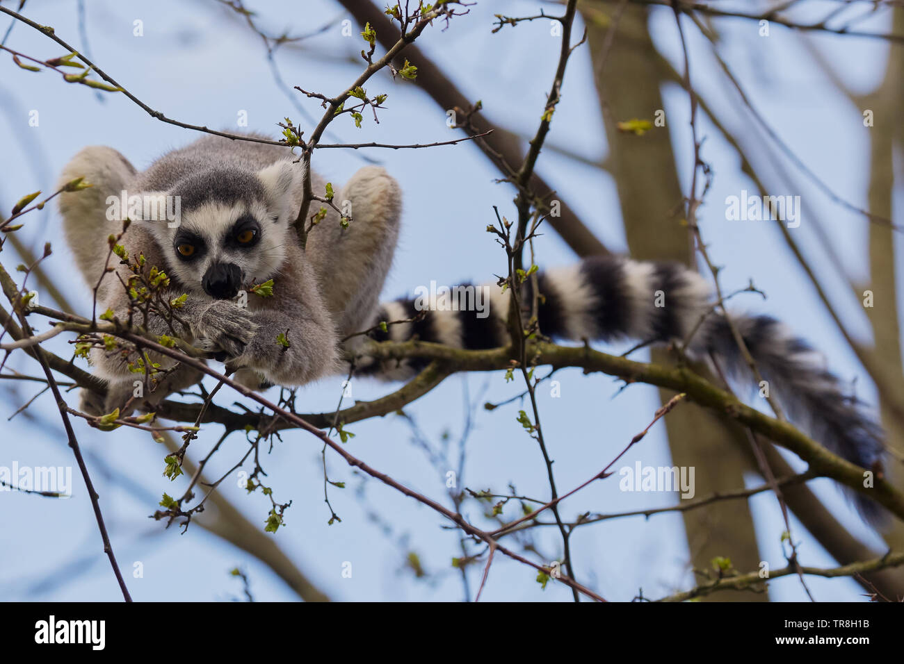 Ring-tailed Lemur in einem Baum, Essen von Insekten aus der Blüte Stockfoto