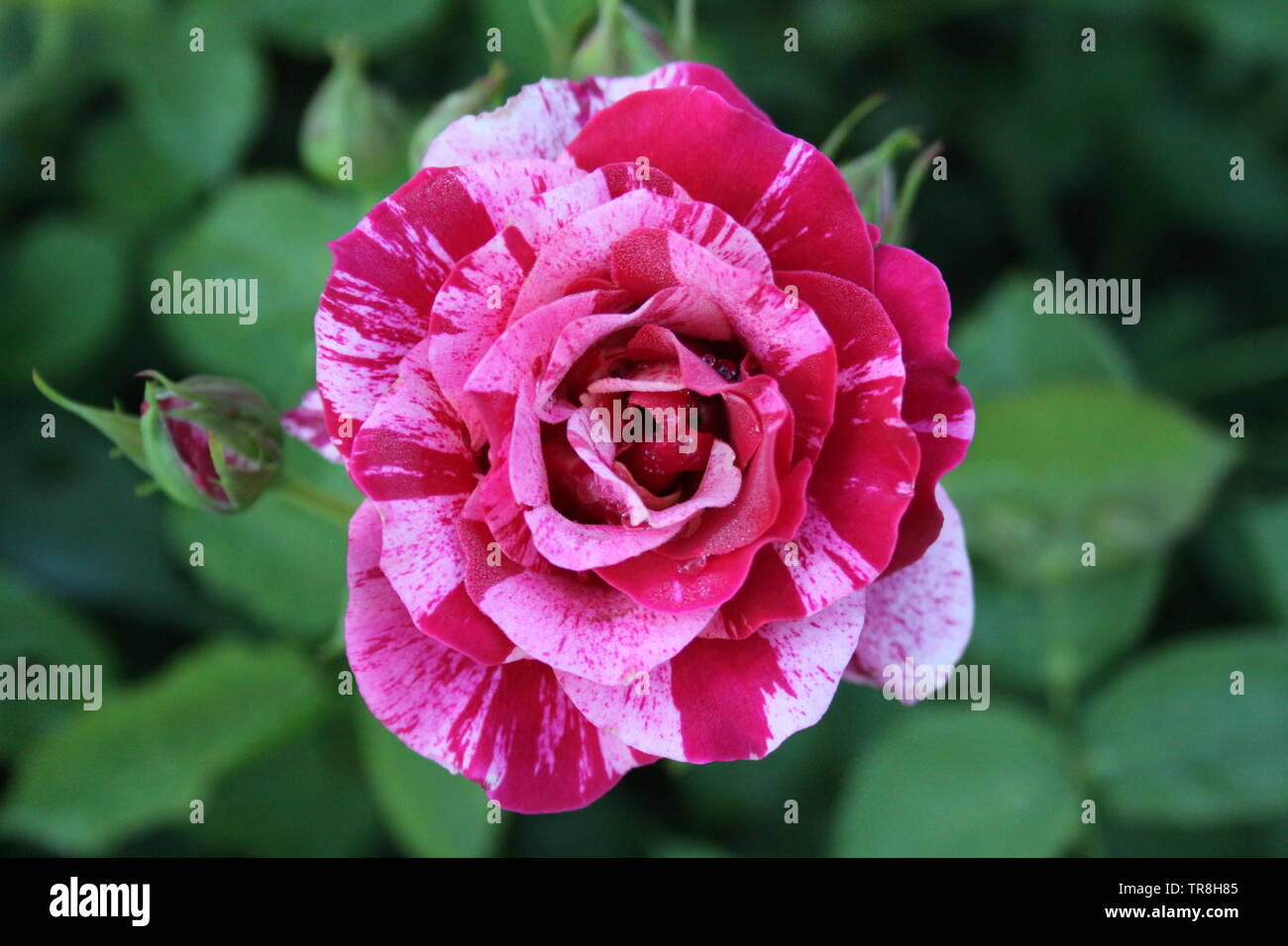 Hybrid Rosen in voller Blüte Stockfoto