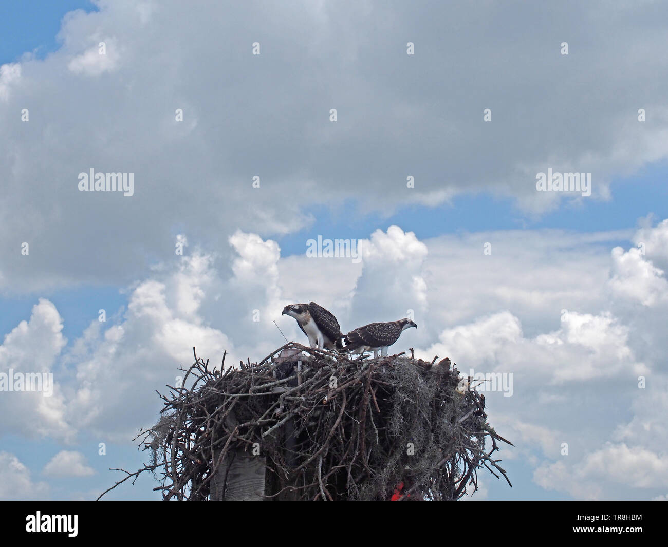 Osprey schauen von ihrem Nest in St. John's Sound am Anclote River, Tarpon Springs, Florida, USA, 9. Mai 2019, © katharine Andriotis Stockfoto