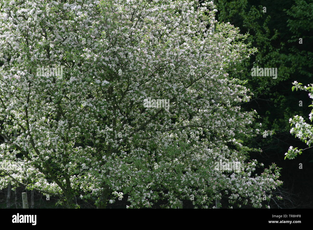 Blühender Apfelbaum im Frühjahr und ein fallender Apfel ein Apfel Baum im frühen Frühling inszeniert, zu schauen wie es fällt auf den Boden Stockfoto