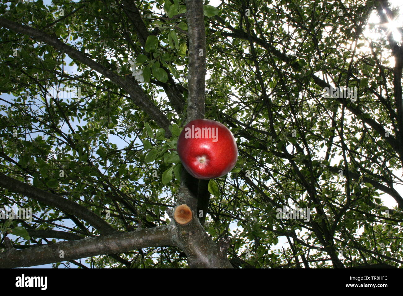 Blühender Apfelbaum im Frühjahr und ein fallender Apfel ein Apfel Baum im frühen Frühling inszeniert, zu schauen wie es fällt auf den Boden Stockfoto