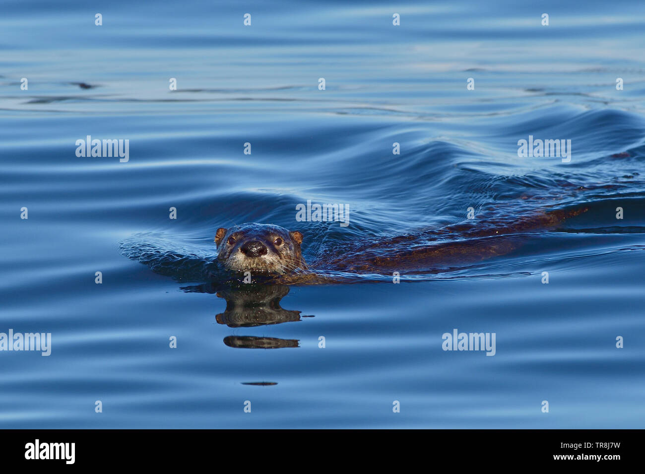 Ein river Otter "Lutra canadensis ', Schwimmen im blauen Wasser des Stewart Kanal vor der Küste von Vancouver Island, British Columbia Kanada Stockfoto