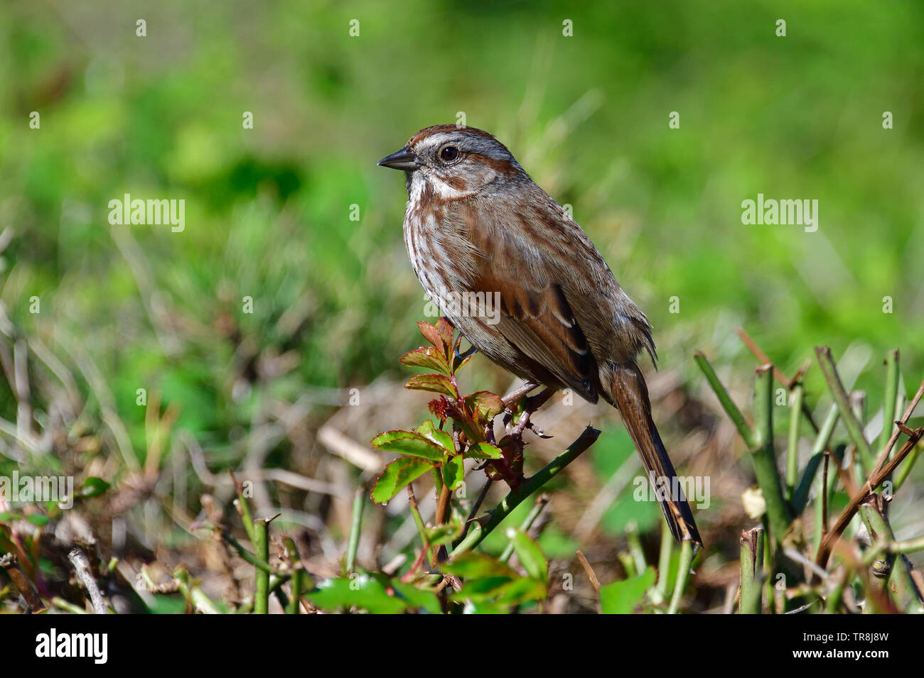 Eine wilde Song sparrow Vogel bin elospiza melodia", thront auf einigen Sträuchern auf Vancouver Island, British Columbia Kanada. Stockfoto