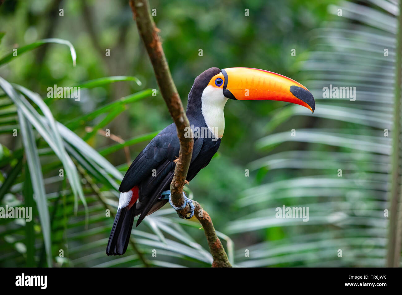 Toco toucan ist das größte und wohl bekannteste Arten im Toucan Familie. Stockfoto