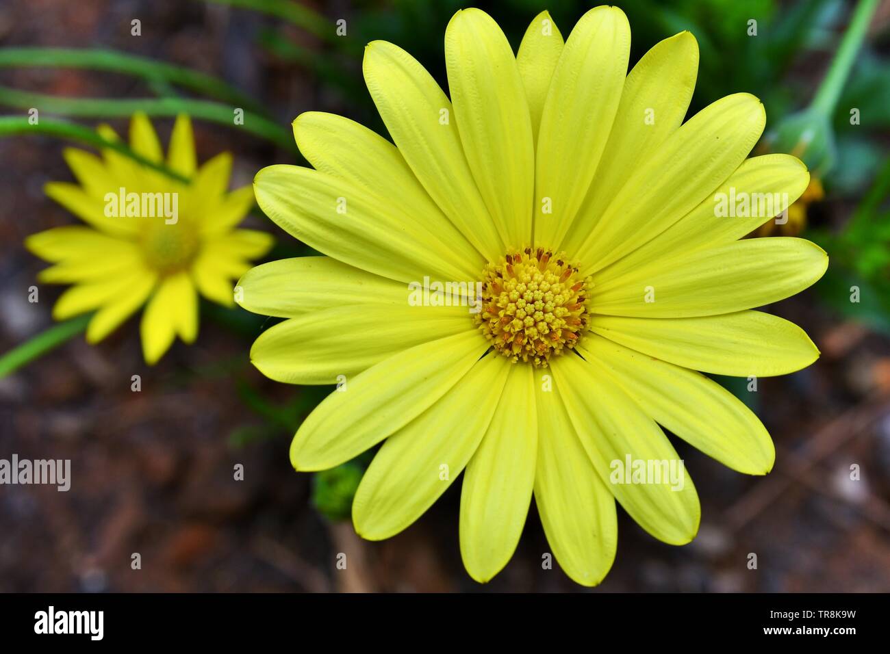 Close-up Overhead Ansicht eines einzelnen, gelbe daisy flower mit Dunkelgrün und Daisy Hintergrund Stockfoto