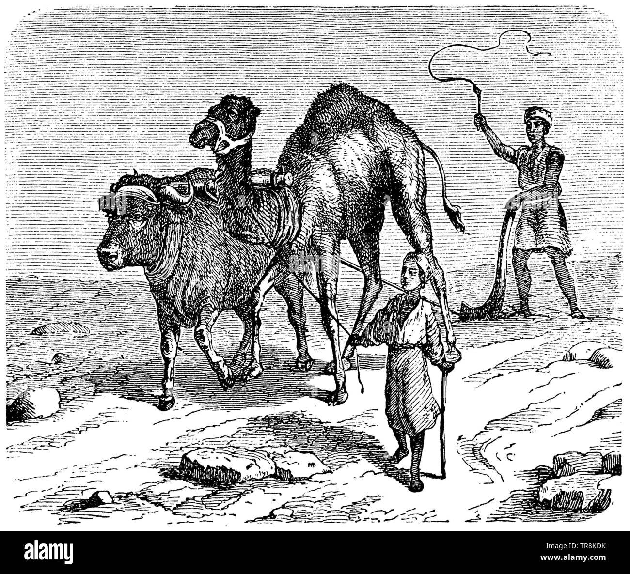 Bodenbearbeitung in Ägypten: Dromedar und Zebu ziehen Pflug,, (Enzyklopädie, 1893) Stockfoto