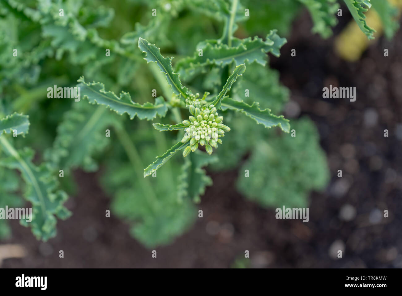 Nahaufnahme, Ansicht von oben in eine essbare kale Knospe, Blüte (Verschrauben), Samen als Biennale Gemüse zu bilden. Gartenbau Hobby für Saatgut gespart. Stockfoto