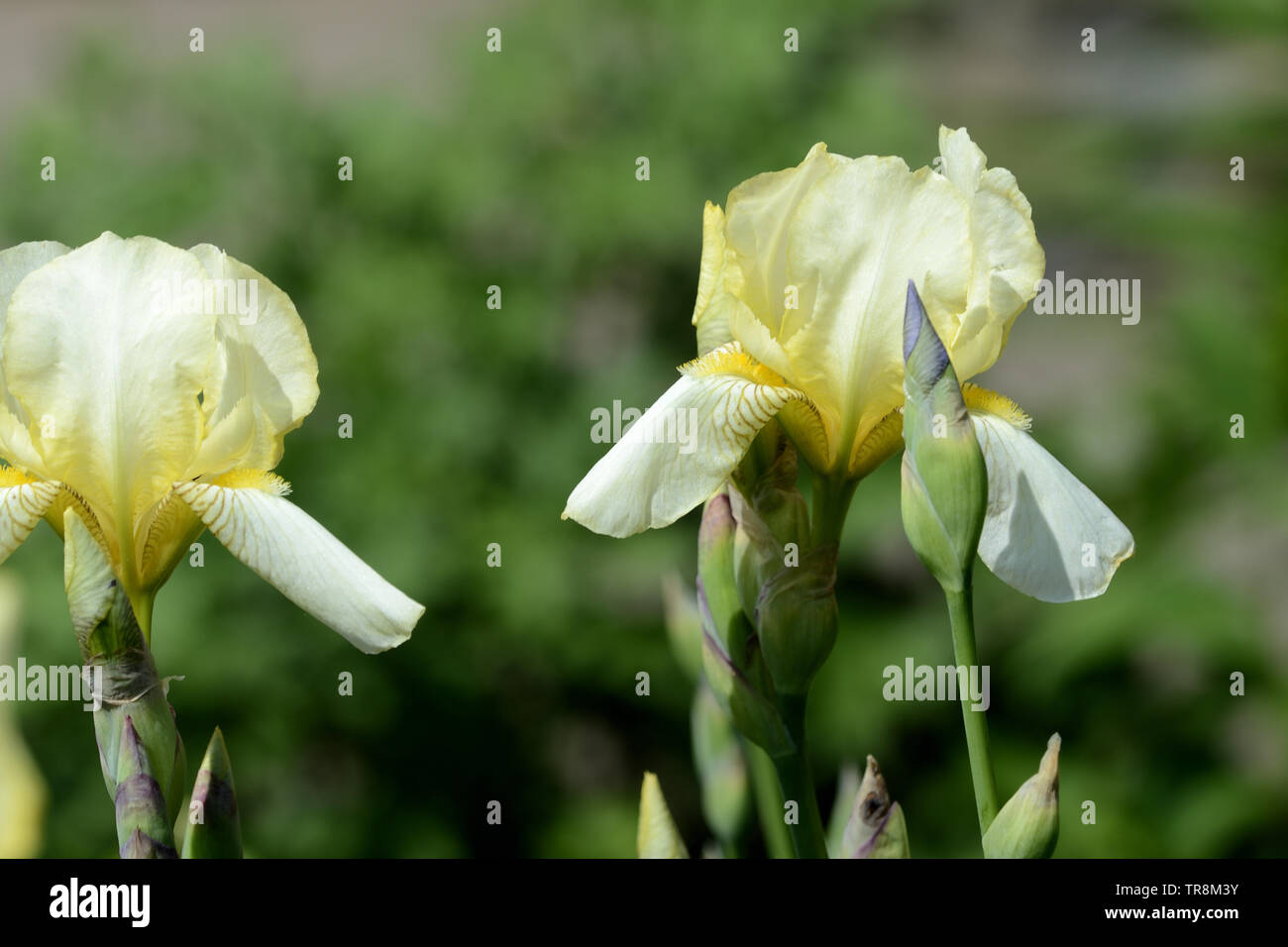 Blass gelbe Iris Blumen im Sommer Garten auf einem hellen, sonnigen Tag close up Stockfoto