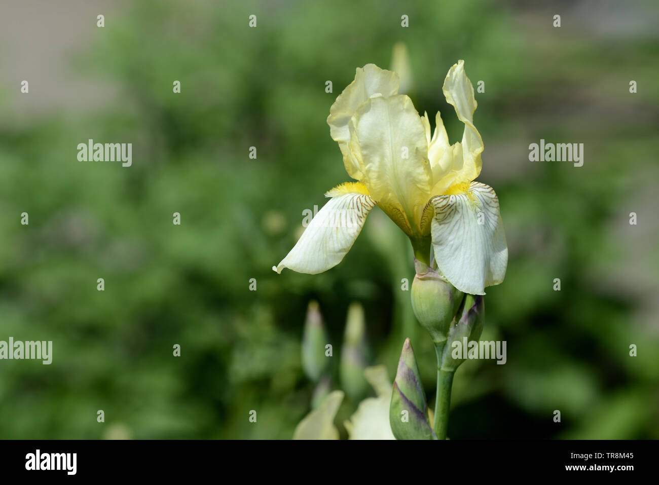 Blass gelbe Iris Blume im Sommer Garten auf einem hellen, sonnigen Tag close up Stockfoto