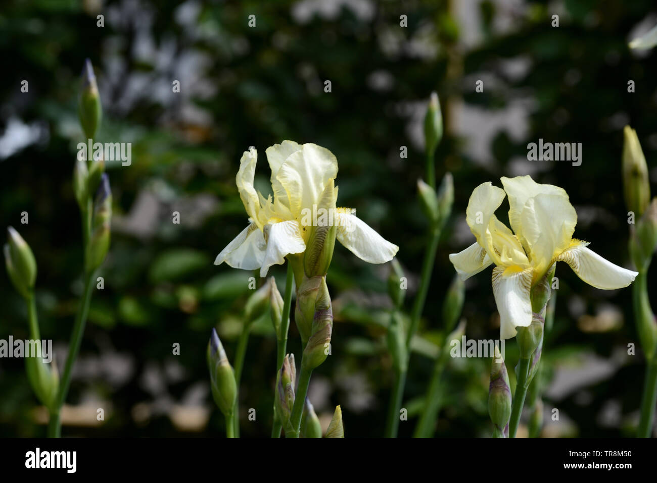 Blass gelbe Iris Blumen im Sommer Garten auf einem hellen, sonnigen Tag close up Stockfoto