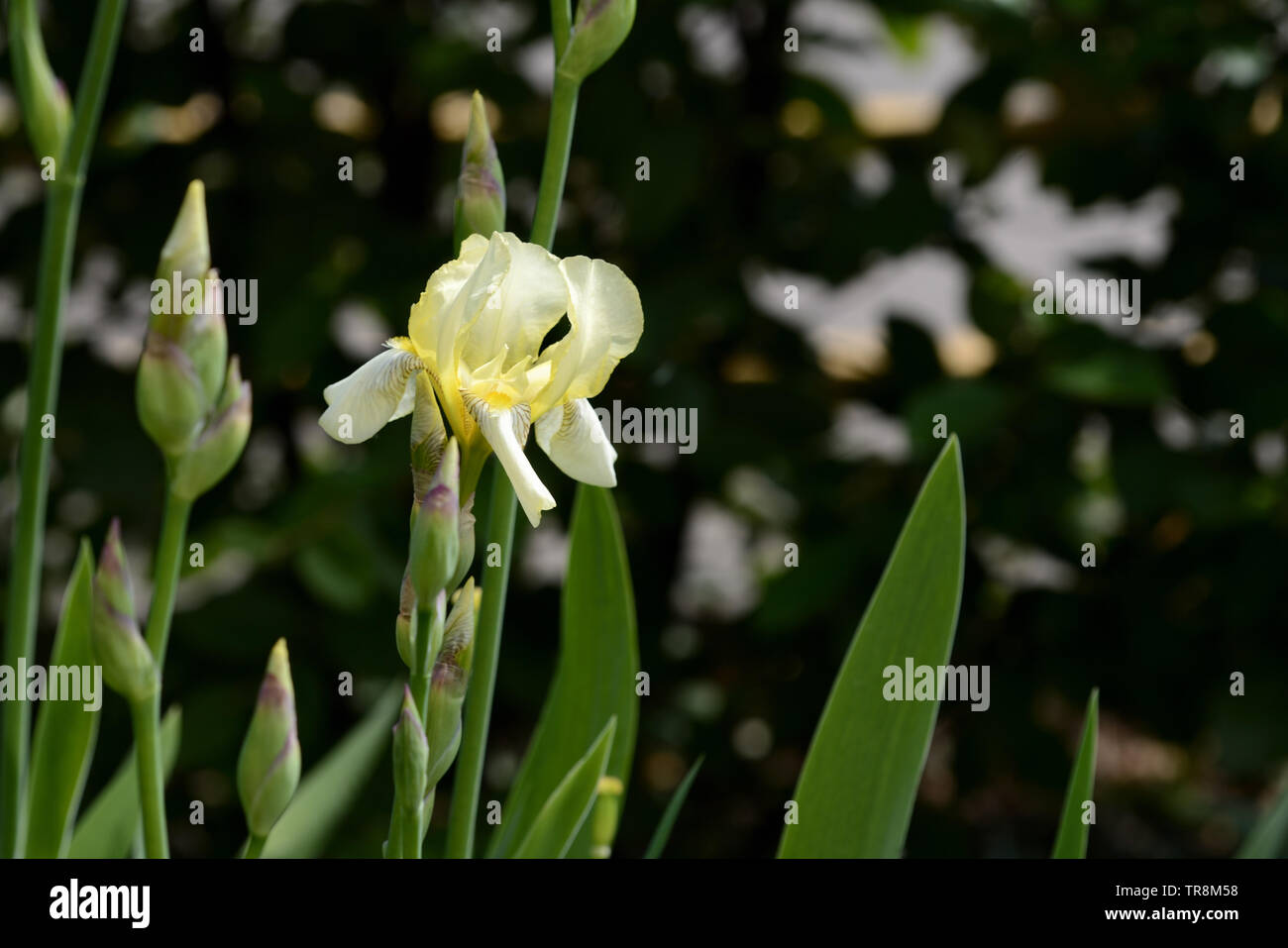 Blass gelbe Iris Blume im Sommer Garten auf einem hellen, sonnigen Tag close up Stockfoto