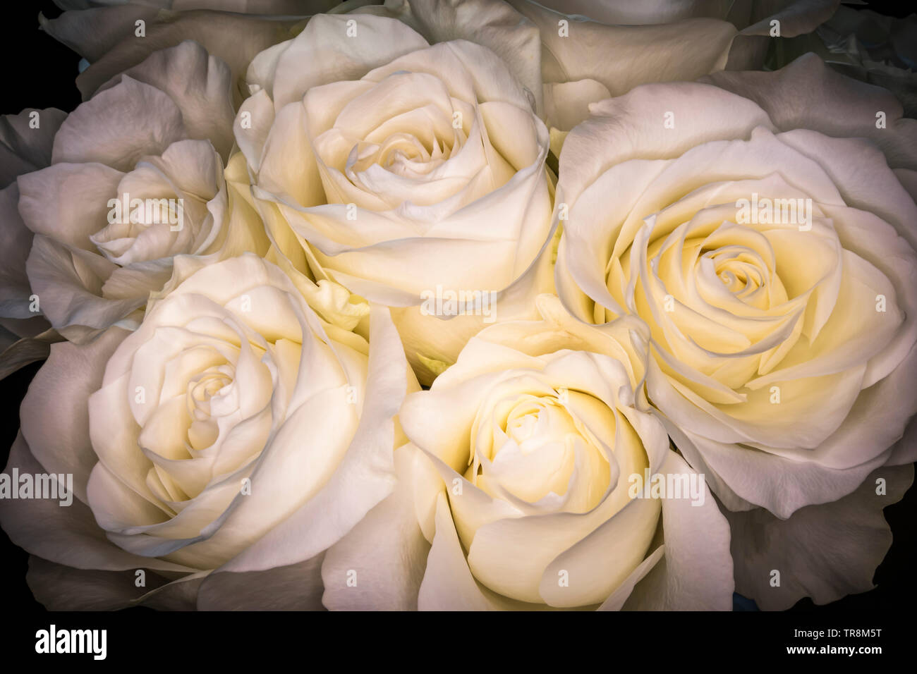 Blumenstrauß aus den weißen Rosen Stockfoto