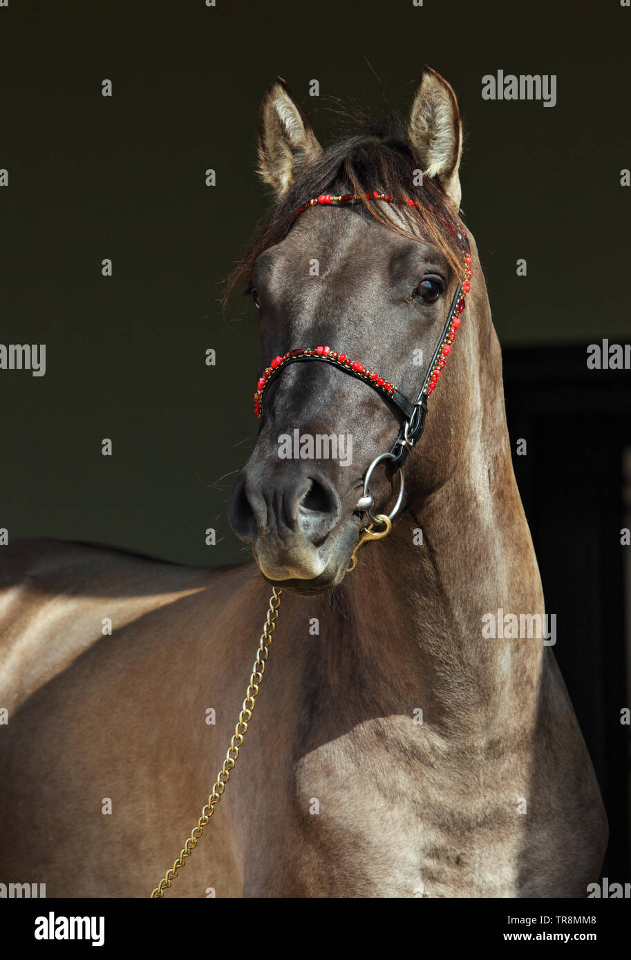 Rocky Mountain Horse Portrait in Bauernhof, Low Key portrain in dunklen Tür Stockfoto