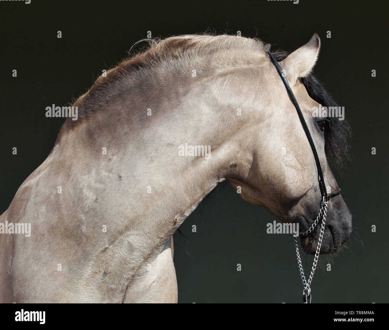 Rocky Mountain Horse Portrait in Bauernhof, Low Key portrain in dunklen Tür Stockfoto