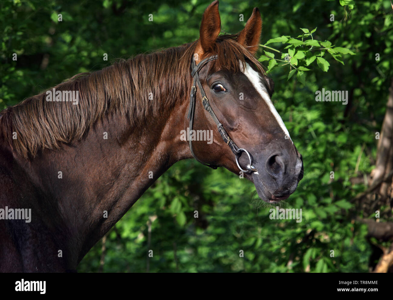 Dressurpferd Portrait im Außenbereich Stockfoto