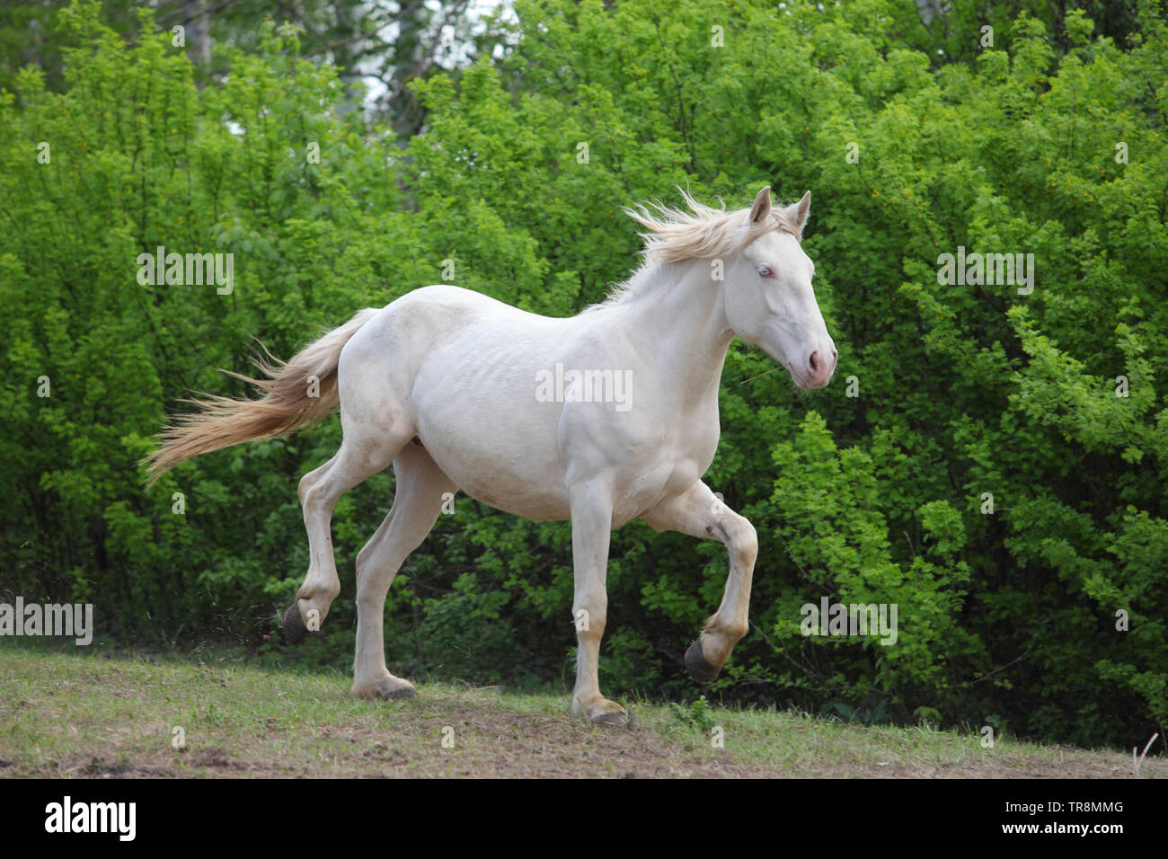 Tier Warm Blooded cremello Pferd in der Natur galoppieren. Stockfoto