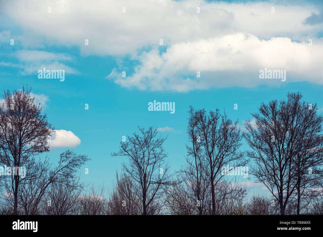 Bäume ohne Blätter vor blauem Himmel im Frühjahr Stockfoto