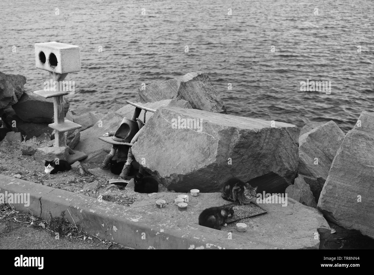 Diese Katzen leben in der Nähe des Ozeans, in einem Fischerdorf, in San Pedro. Sie haben eine ständige Versorgung mit Fisch. Stockfoto