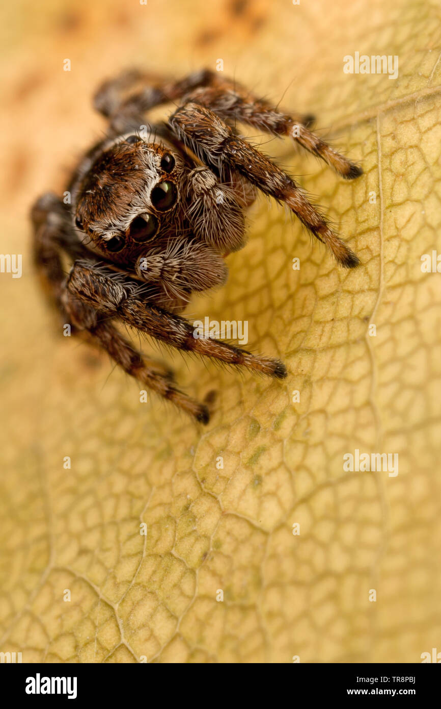 Jumping Spider auf den Herbst Blatt Stockfoto