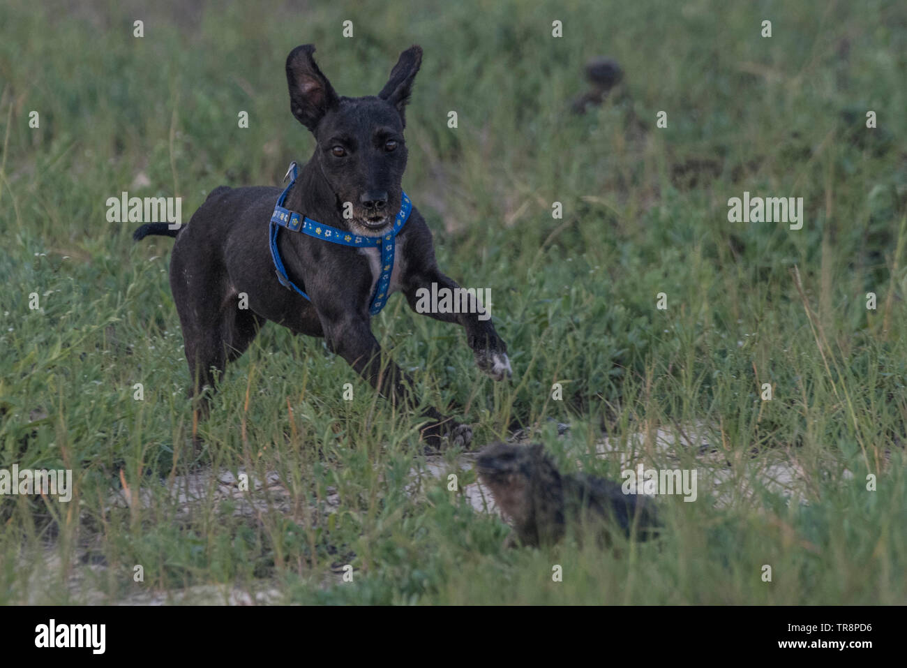 Ein Hund in eine Marine iguana Nistplatz und fing an zu jagen Leguane. Eingeführten Raubtiere wie Hunde bedrohen die einheimische Tierwelt auf Galapagos. Stockfoto