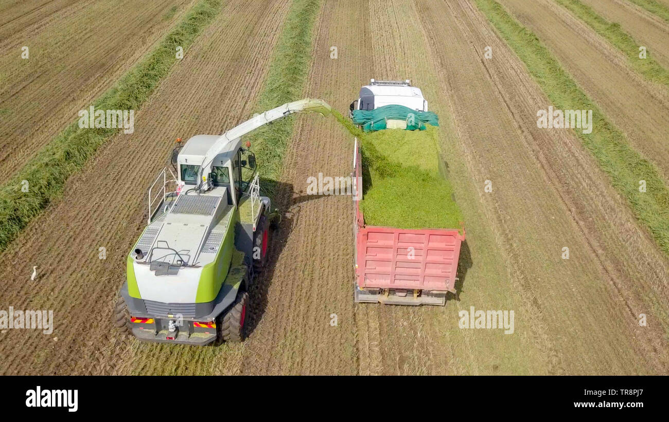 Mähdrescher ernten ein grünes Feld- und entlädt Weizen Silomais auf eine doppelte Lkw-anhänger - Luftaufnahmen Stockfoto