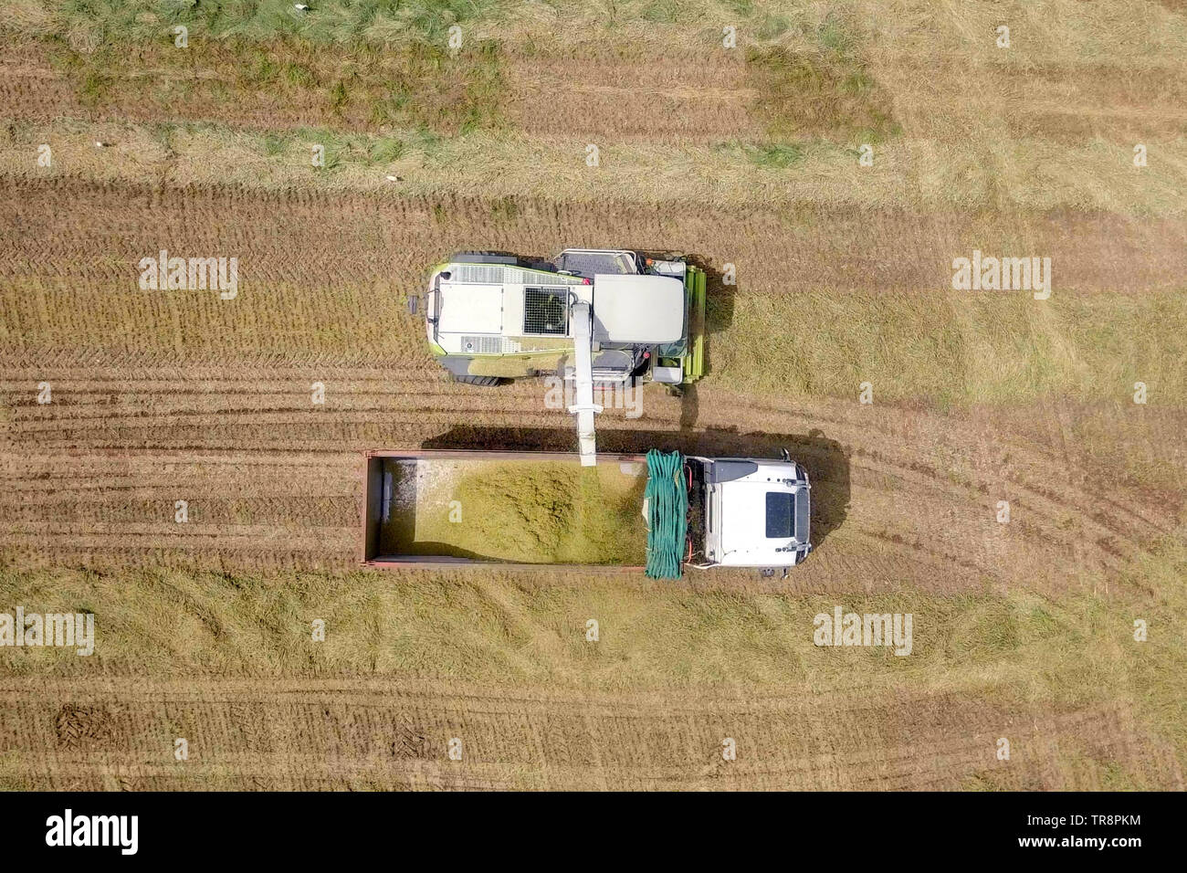 Mähdrescher ernten ein grünes Feld- und entlädt Weizen Silomais auf eine doppelte Lkw-anhänger - Luftaufnahmen Stockfoto