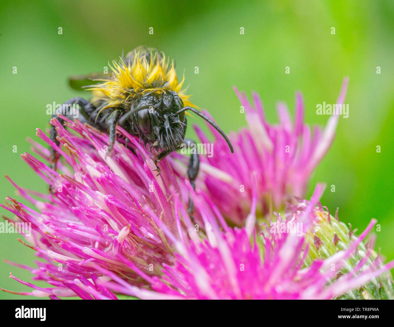 Honeybee arbeitet auf rosa Blume Stockfoto