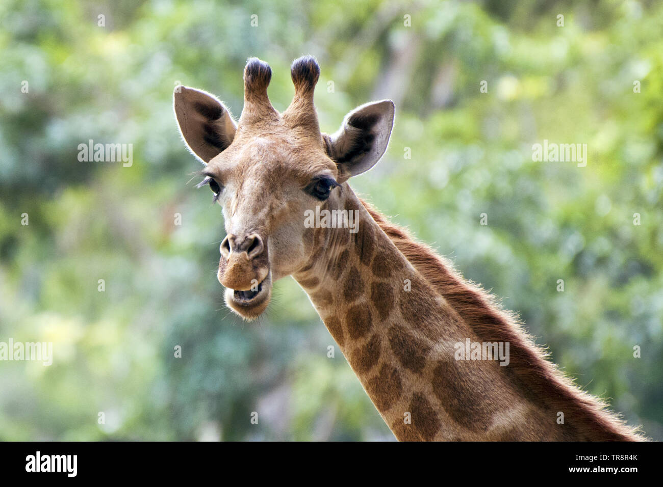 Südliche giraffe Giraffa giraffa - Stockfoto