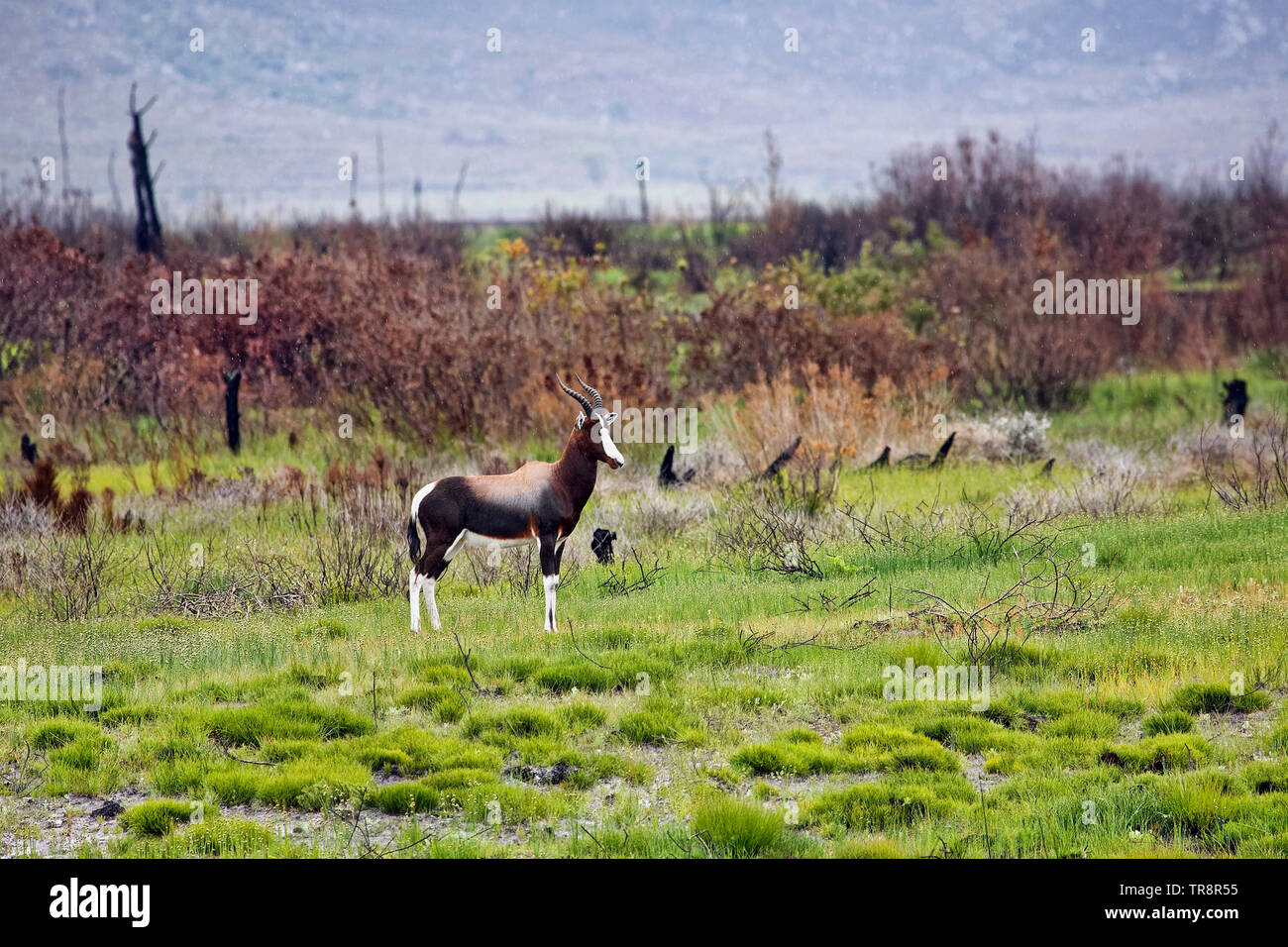 Bontebok - Damaliscus pygargus Stockfoto