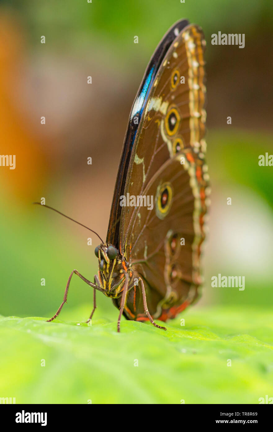 Blaue Morpho Butterfly mit Flügel gefaltet Stockfoto