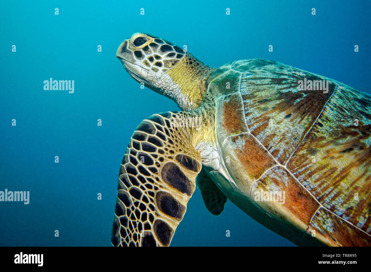Chelonia mydas Green Turtle - Stockfoto