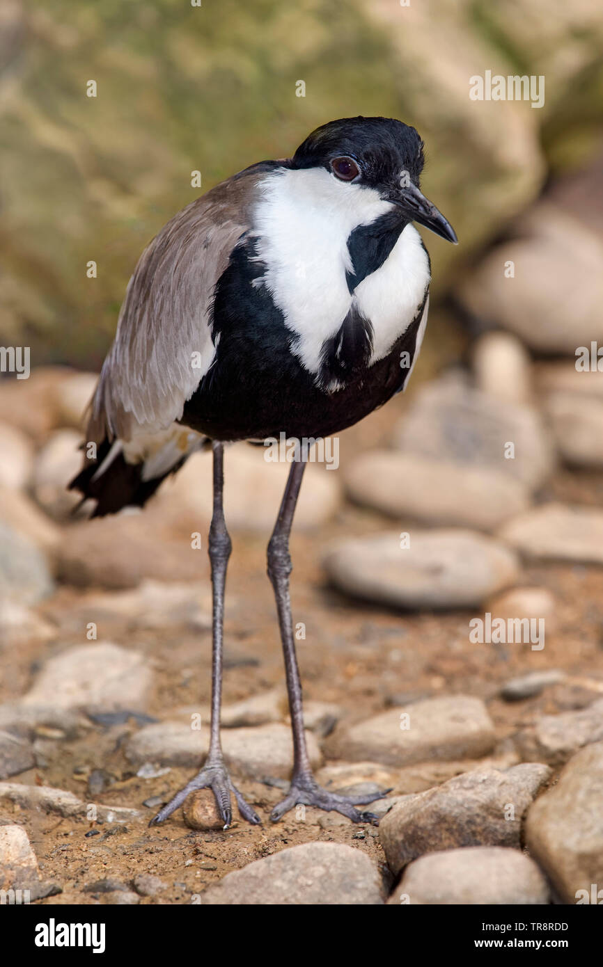 Sporn - winged Kiebitz, Vanellus spinosus Stockfoto