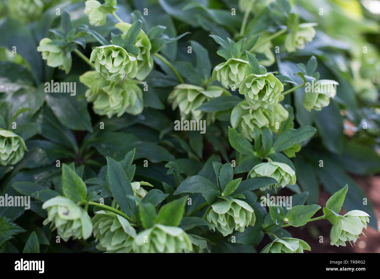 Helleborus Golden Lotus an Adelman Pfingstrose Gärten in Salem, Oregon, USA. Stockfoto