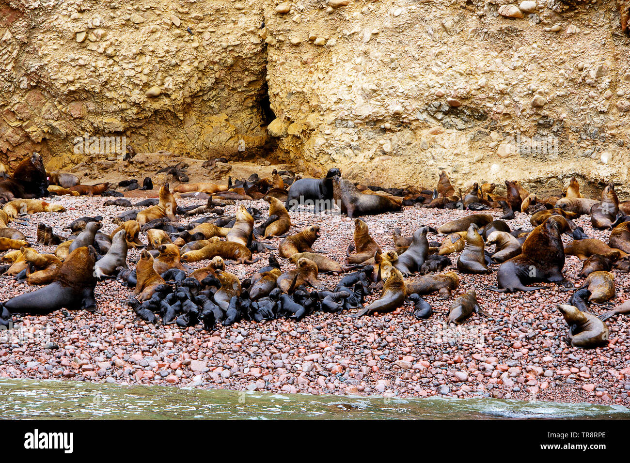 Südamerikanischen Seelöwen (Otaria flavescens) Kolonie am Strand an der Ballestas Inseln im Nationalpark von Paracas, Peru. Stockfoto