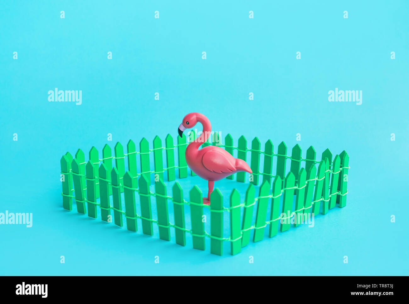 Flamingo Vogel Modell mock up in Zaun auf Farbe Hintergrund. Sommer- und Tier Konzepte Ideen Stockfoto