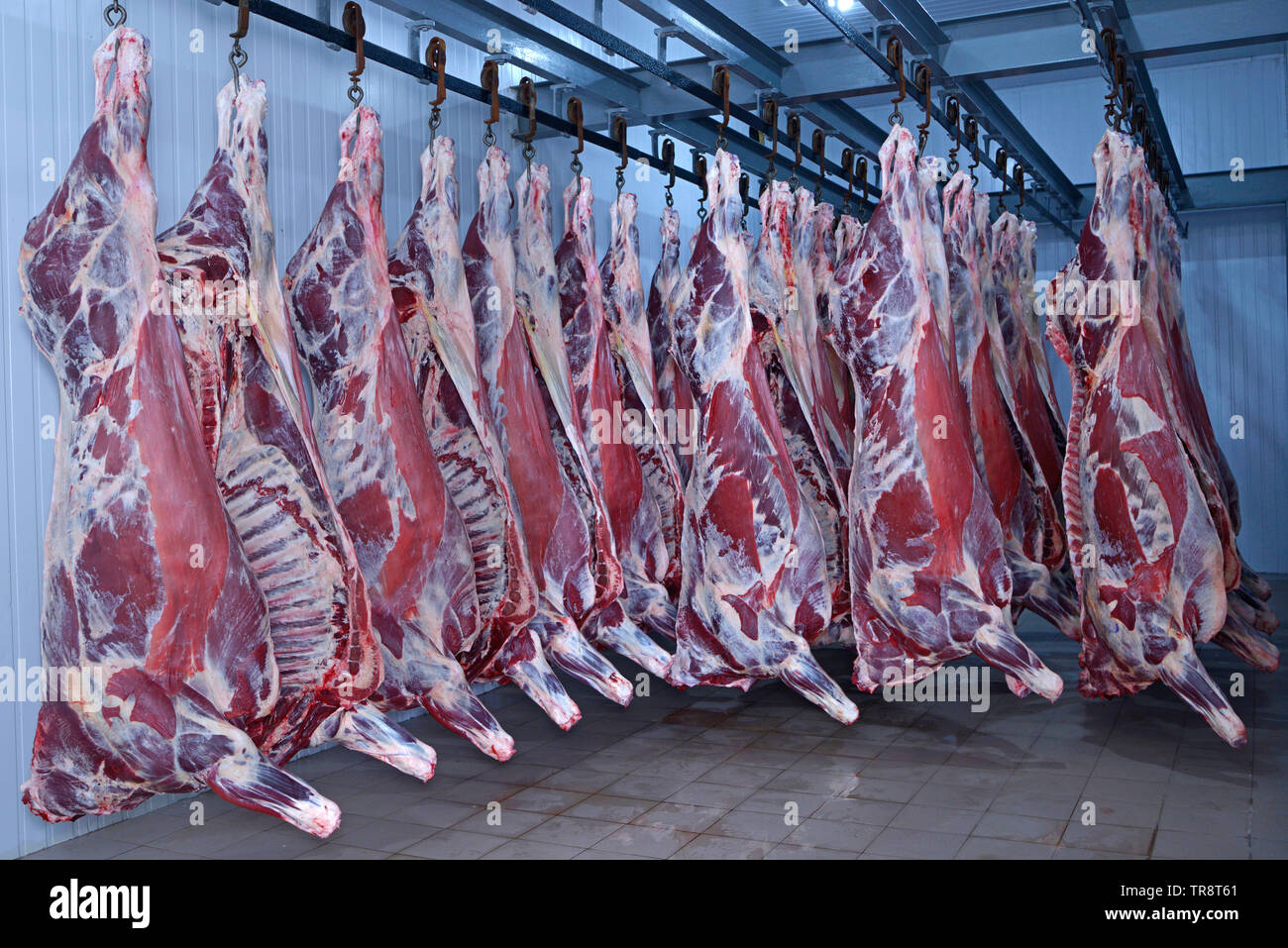 Auf dem Schlachthof. Tierkörper, rohes Fleisch Rindfleisch, in den Gefrierschrank angeschlossen Stockfoto