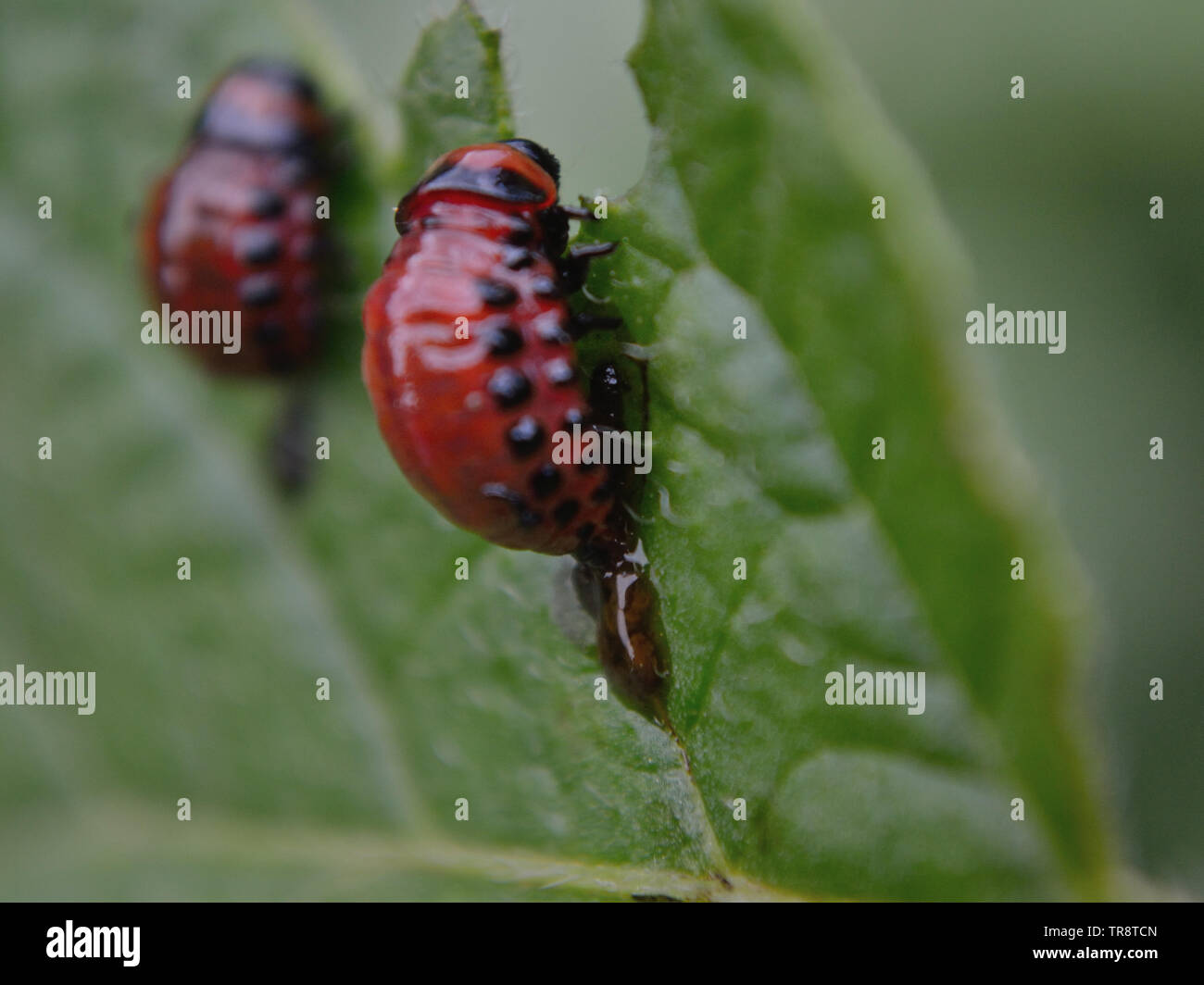 Kartoffel Käfer, Leptinotarsa decemlineata Larven close-up Stockfoto