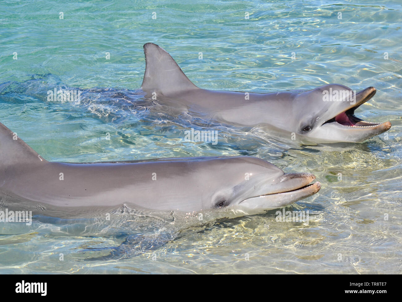 Delphine im Wasser Stockfoto