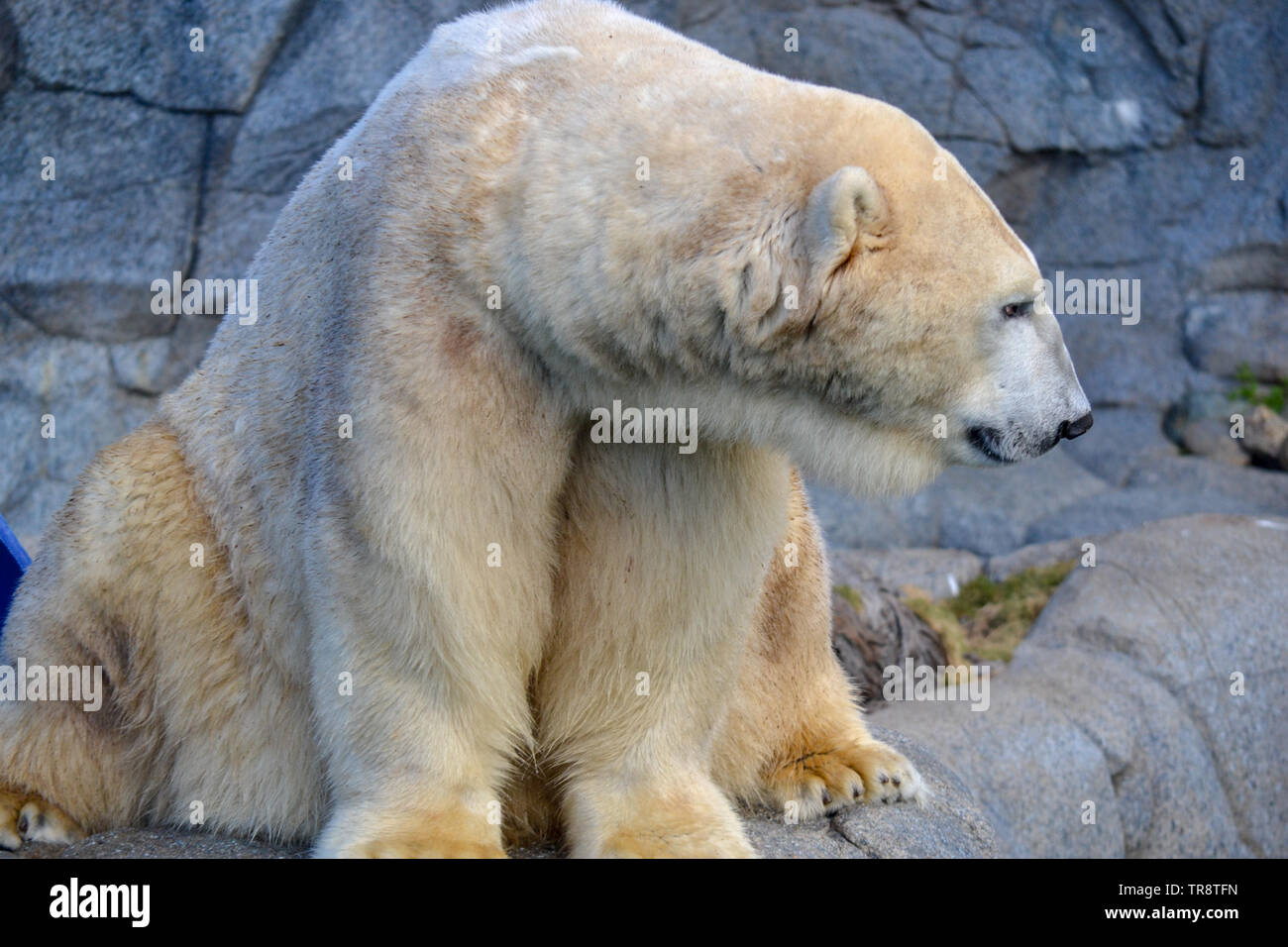 Ein Eisbär im Wasser spielen Stockfoto