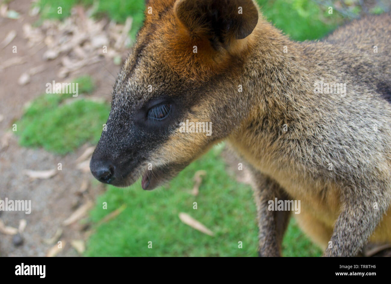Wallaby stehend auf dem Gras Stockfoto