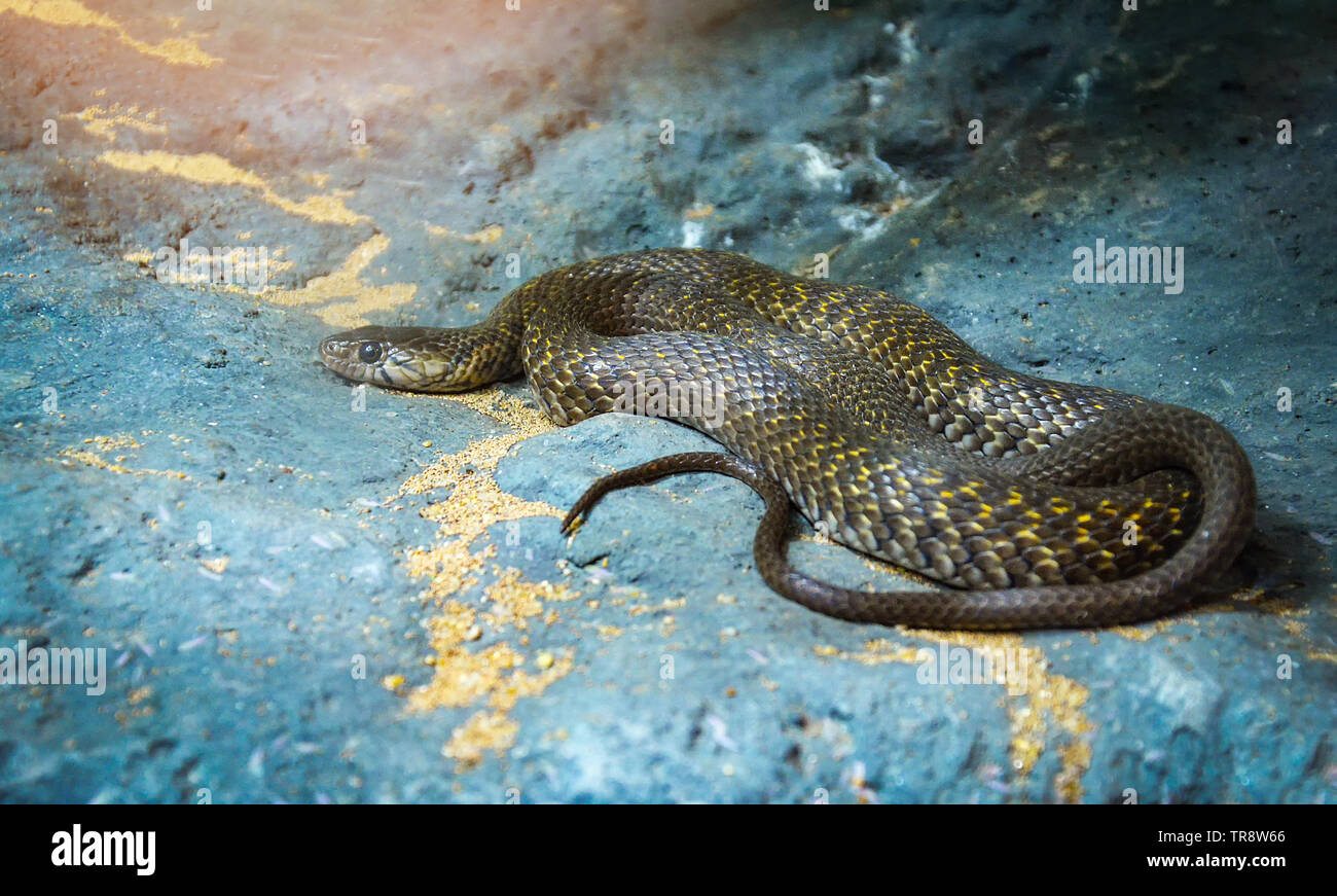 Gelb gefleckte Kell zurück / Xenochrophis Schlange des heftigen liegen auf dem Rock Stockfoto